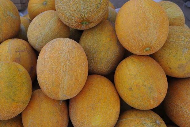 Солнце дыня. Дыня солнечный бриз. Дыня. Калахарская дыня. Дыня боло.