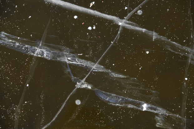 Ученые рассказали о патогенах, которые высвобождаются из-за таяния льдов