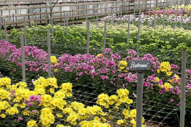 Перед зимними вьюгами под Волгоградом стартовал &laquo;Бал хризантем&raquo; 