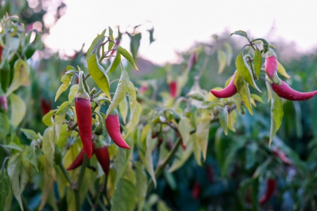 Ученые раскрыли причины тяги человека к острой пище