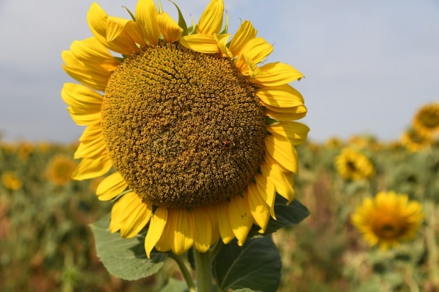 Диетолог рассказала о пользе и вреде семечек для здоровья человека