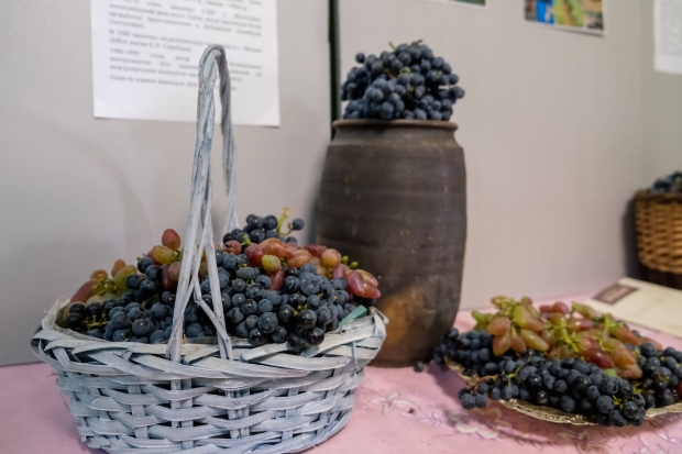 Доктор Юзуп объяснила волгоградцам, как правильно есть виноград