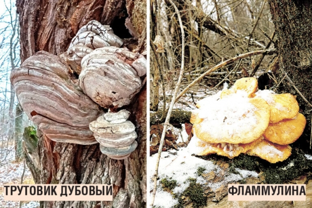 Волгоградская правда Волгоградская правда