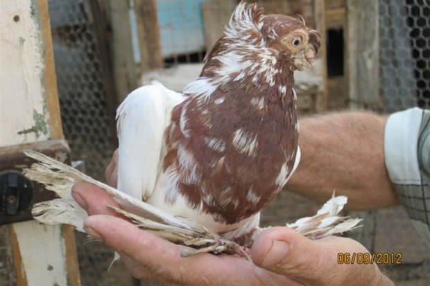 акриловые голуби волгоград. николаевские голуби в волгоградской области. голубятни в урюпинске. домашние голуби волгоградской области. царицынские голуби.
